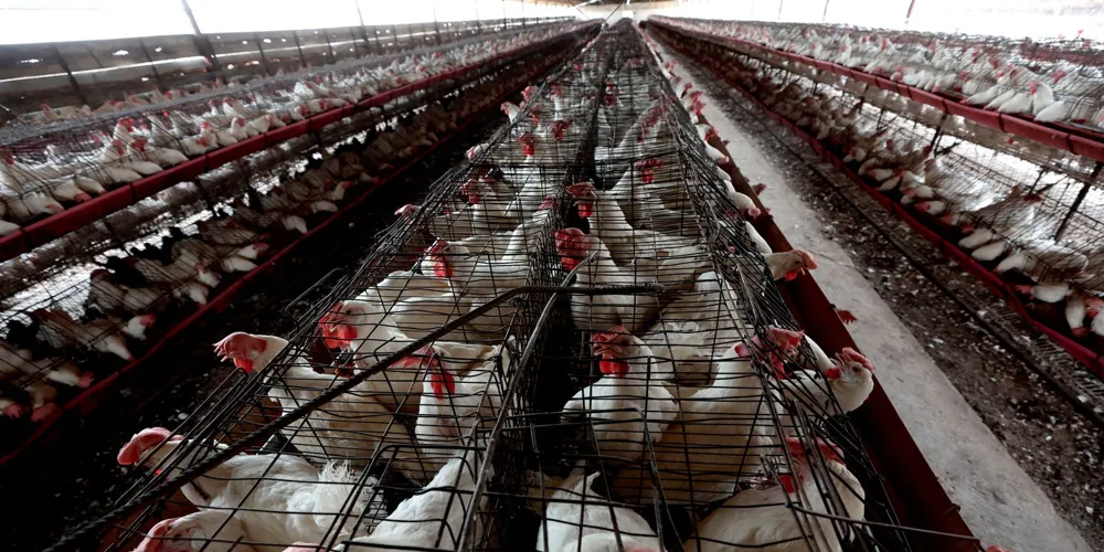 CDC Increases Testing for Bird Flu Amid Recent Confirmed Case in San Francisco Child