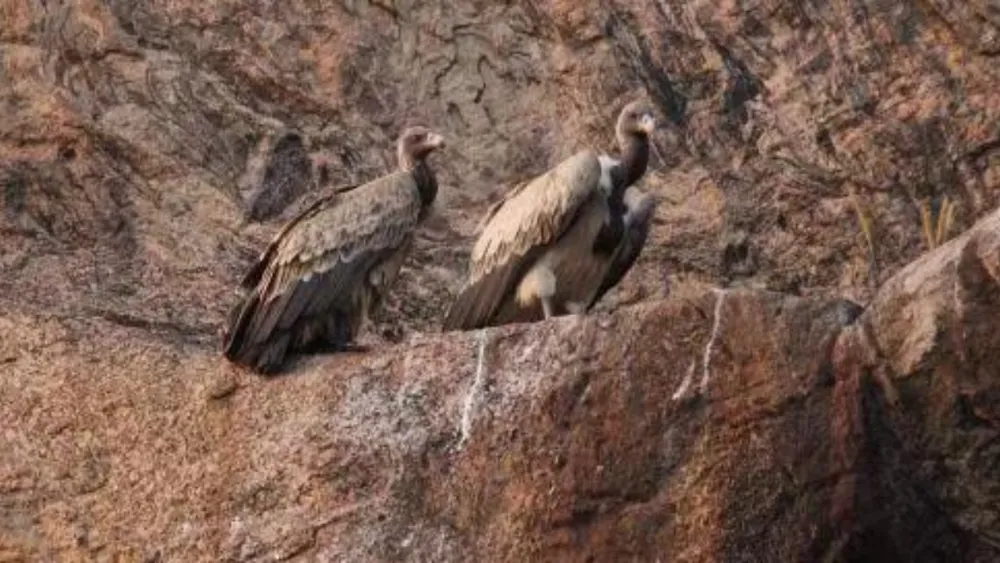 Centre prohibits Nimesulide use for animals after fatal vulture studies reveal toxicity