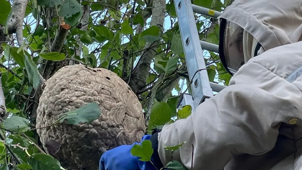 Challenges in Removing Asian Hornet Nests in the Channel Islands