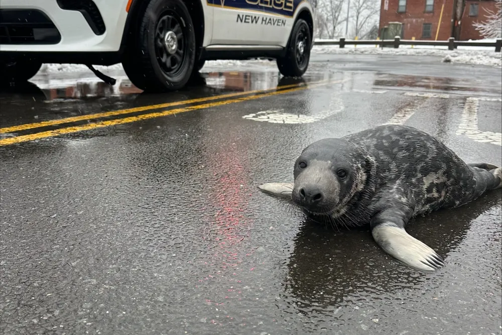 Tragic Death of Chappy the Beloved Baby Seal After Rescue Near Yale University