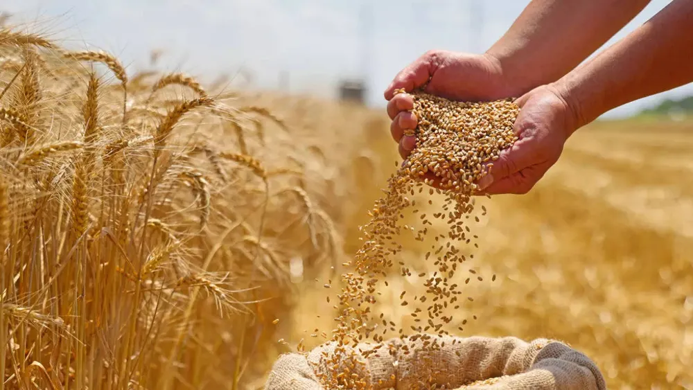 Chef Ranveer Brar Explains the Superiority of Sharbati Atta in Whole Wheat Flour