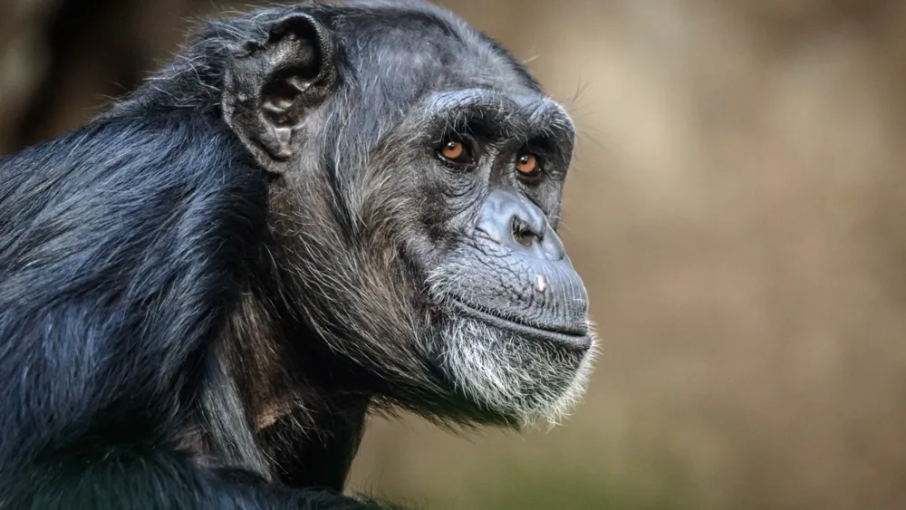 Chimpanzee Tool Use Reflects Human Ancestors' Behavior