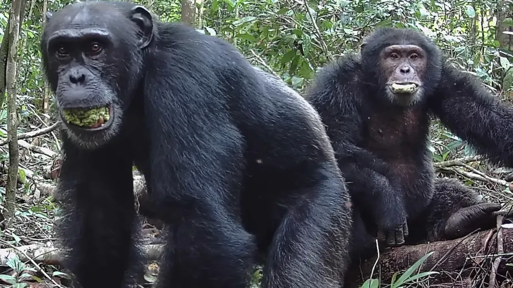 Wild Chimpanzees Consume Alcohol Equivalent to Two Cocktails Daily from Fermented Fruit