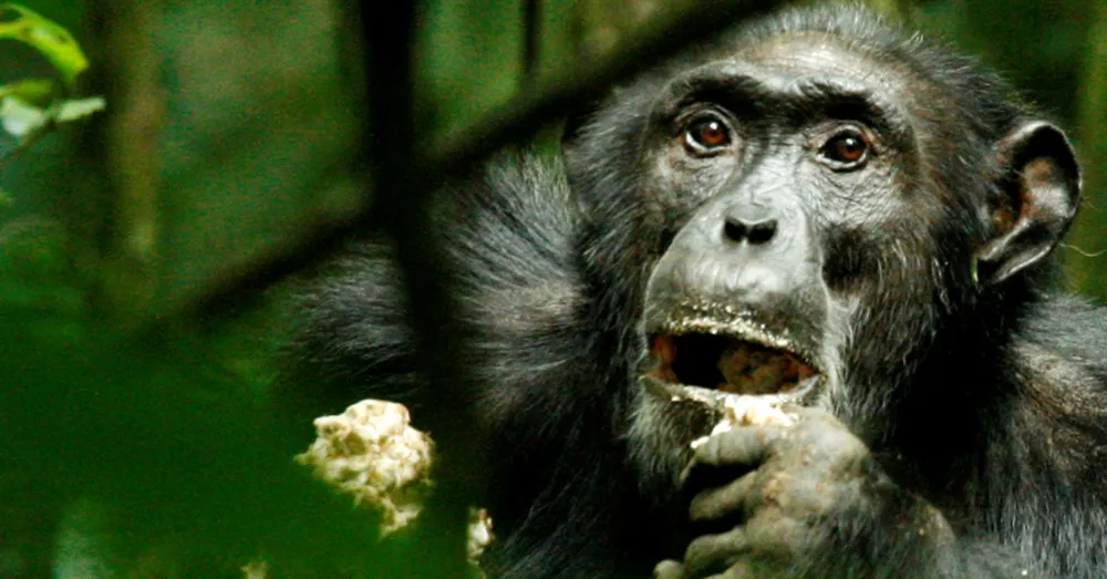 Chimpanzees Show Genetic Adaptations to Diverse Habitats