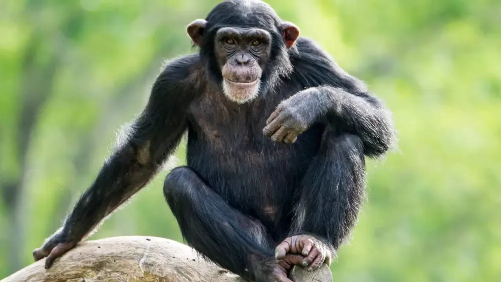 Chimpanzees' tool-making practices reveal links to early human ancestors