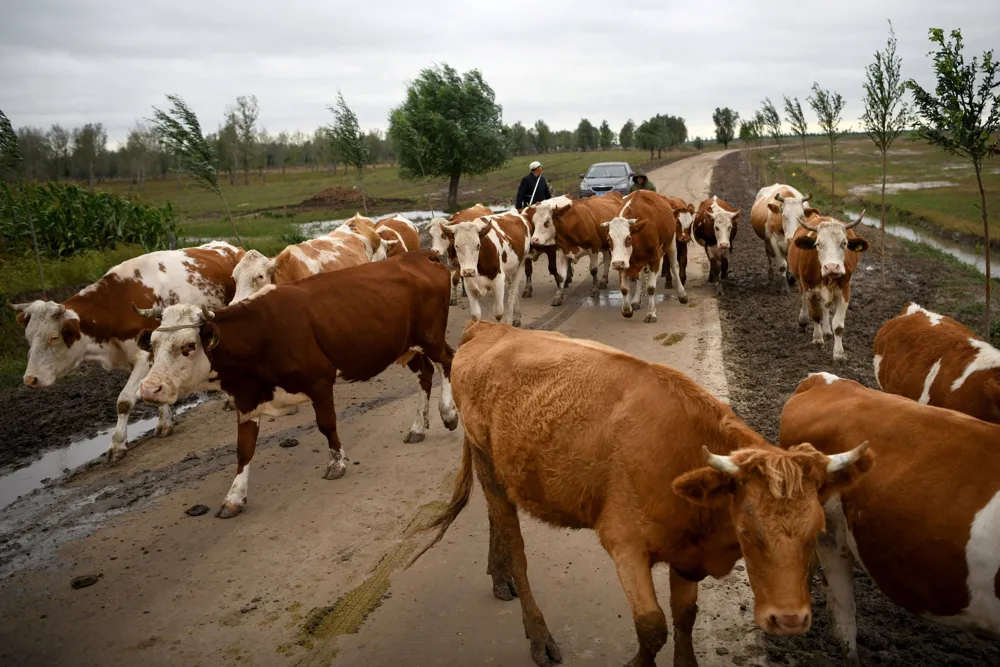 China's beef farmers seek investigation into imports as prices hit 11-year low