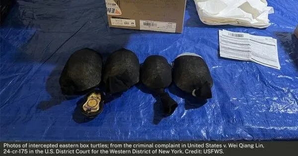 Chinese man pleads guilty to smuggling 850 protected turtles worth $1.4 million