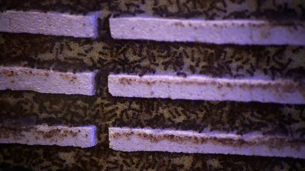 Kenya arrests Chinese national attempting to smuggle over 2,000 protected queen ants