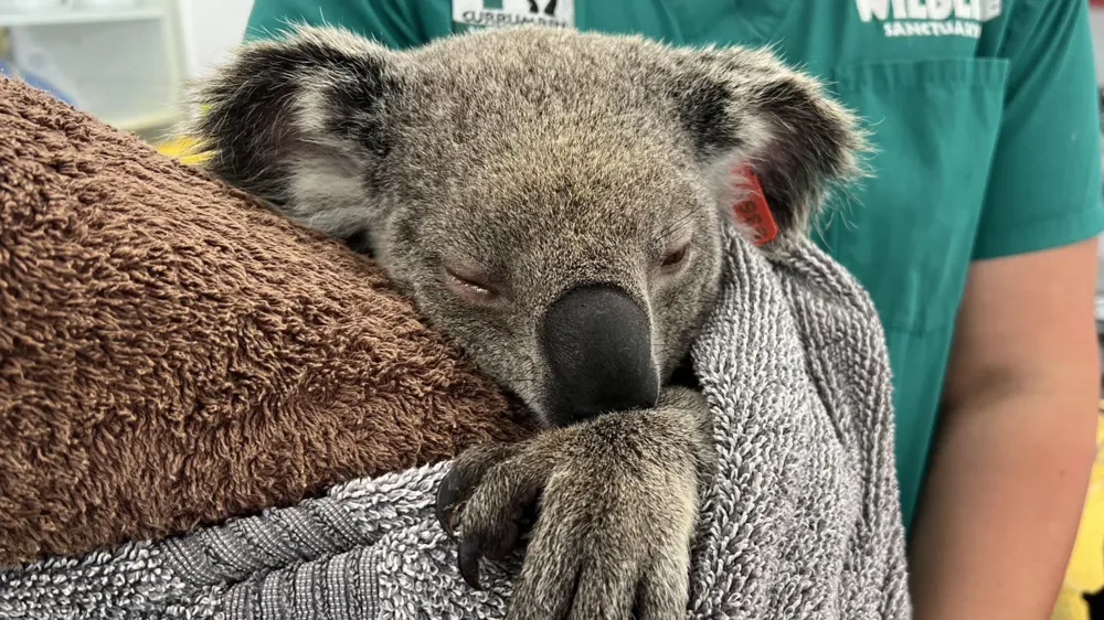 Chlamydia Threatens Koalas: Can a Vaccine Ensure Their Survival?