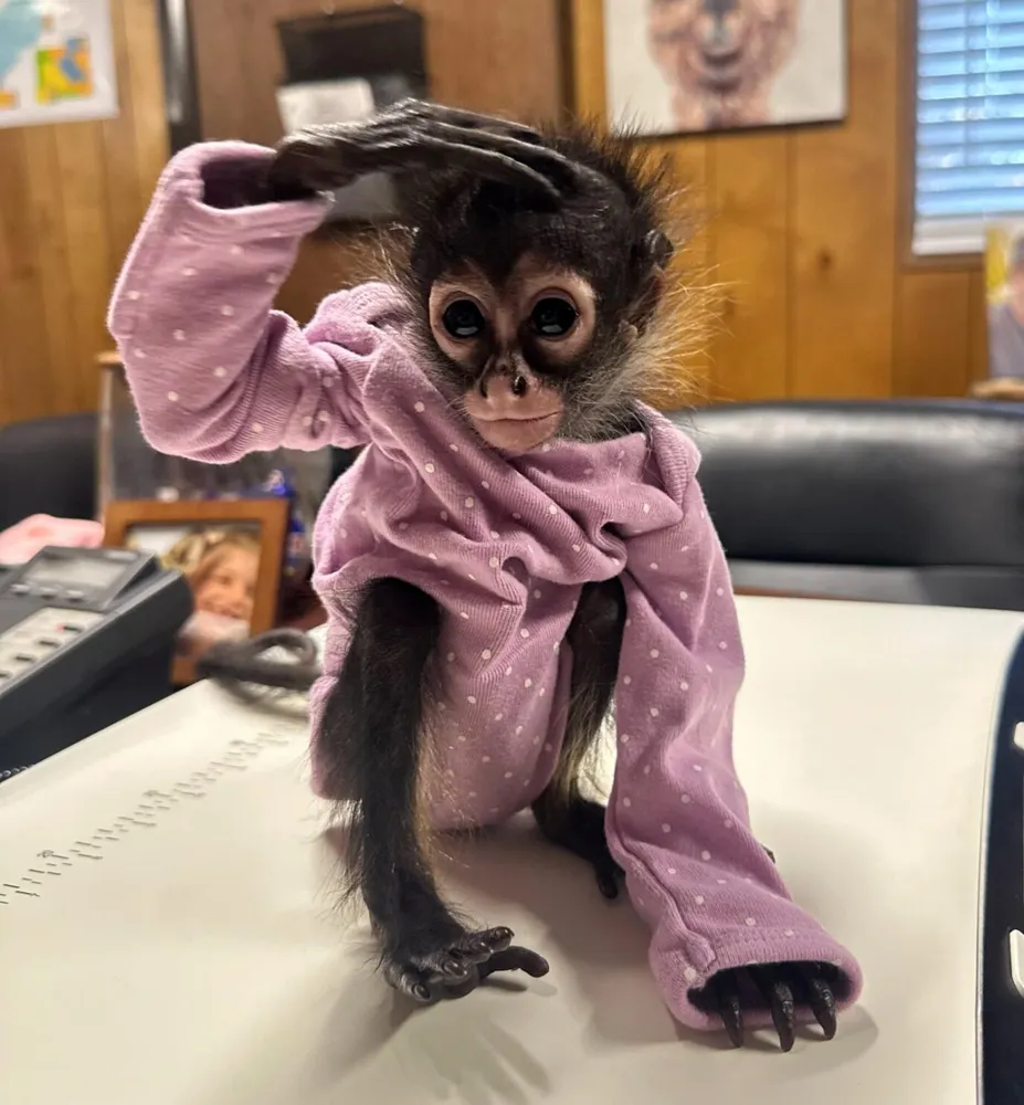 CHP Discovers a Baby Monkey in Onesie and Cannabis During Rolls-Royce Stop