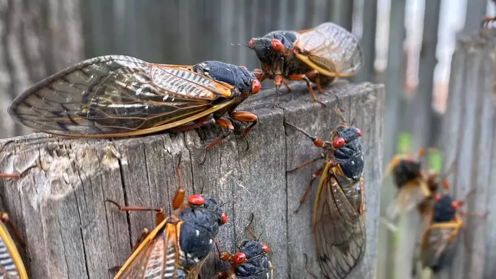 Cicadas Set to Emerge in 2025: Gather for a Noisy Reunion