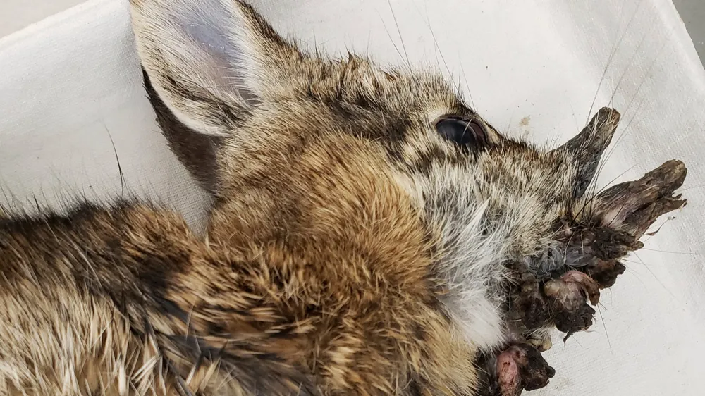 Rabbits in Colorado Developing 'Horn' Growths Are Linked to Common Virus