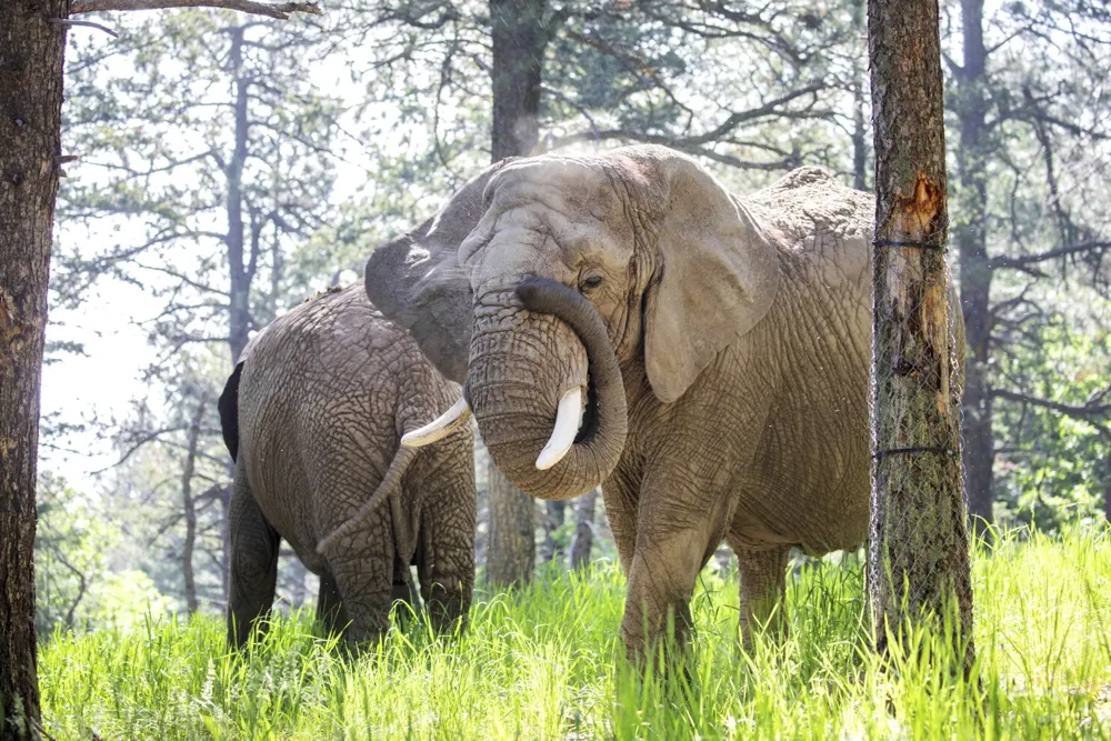 Colorado Supreme Court Denies Elephants' Legal Bid for Release from Cheyenne Mountain Zoo