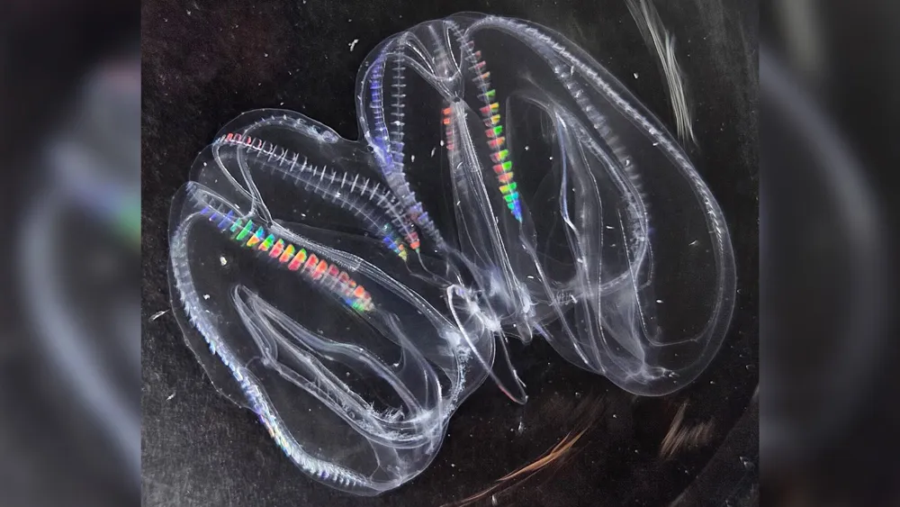 Comb jellies exhibit unique ability to fuse, merging bodies and systems