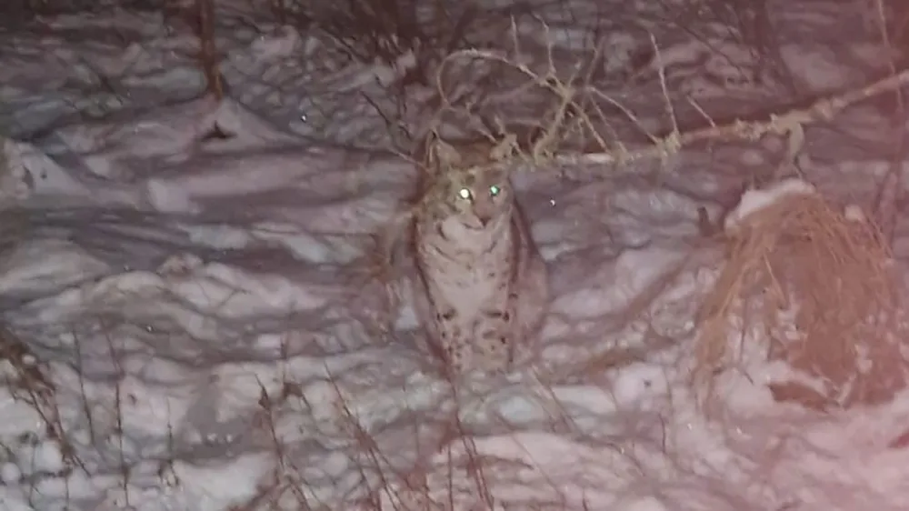 Concerns Mount as Captured Lynx in Scottish Highlands Spark Rogue Rewilding Debate