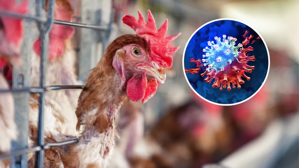 Concerns Rise Over Bird Flu Mutations Leading to New Virus Threat