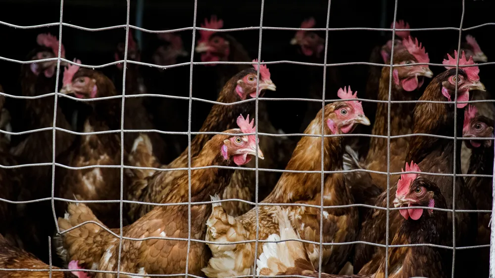 Confronting the Reality of Bird Flu: The Need for Transparency in Agriculture