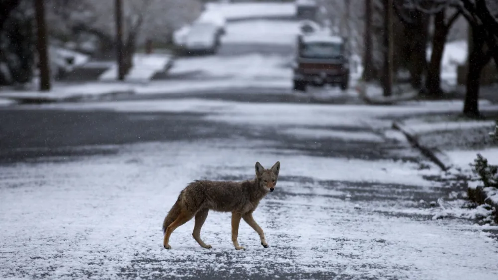 Coyotes Cause Stir in Chicago: Viral Aldi Incident and Airport Emergency Highlight Urban Encounters