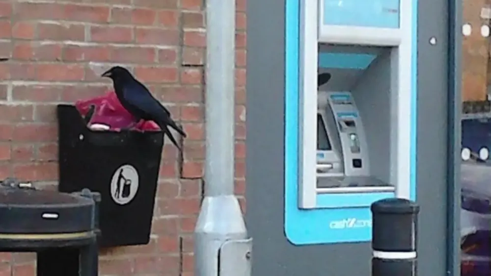 Crow Named Russell Causes Chaos at Co-op Store