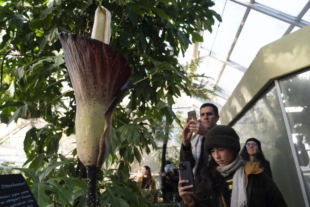 Crowds Gather at Brooklyn Botanic Garden to Experience the Odorous Blooms of the Rare 'Corpse Flower'