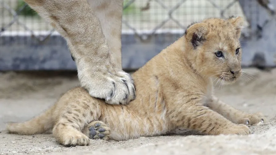 Czech Zoo Celebrates Birth of Four Rare Barbary Lion Cubs