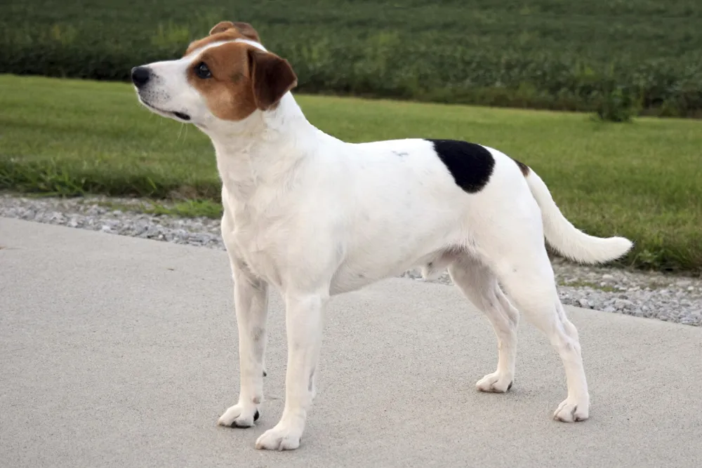 Danish-Swedish Farmdog Becomes the Latest Breed Recognized by the American Kennel Club