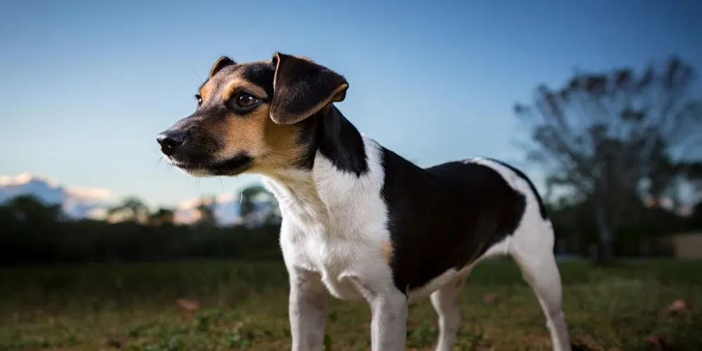 Danish-Swedish Farmdog Receives American Kennel Club Recognition