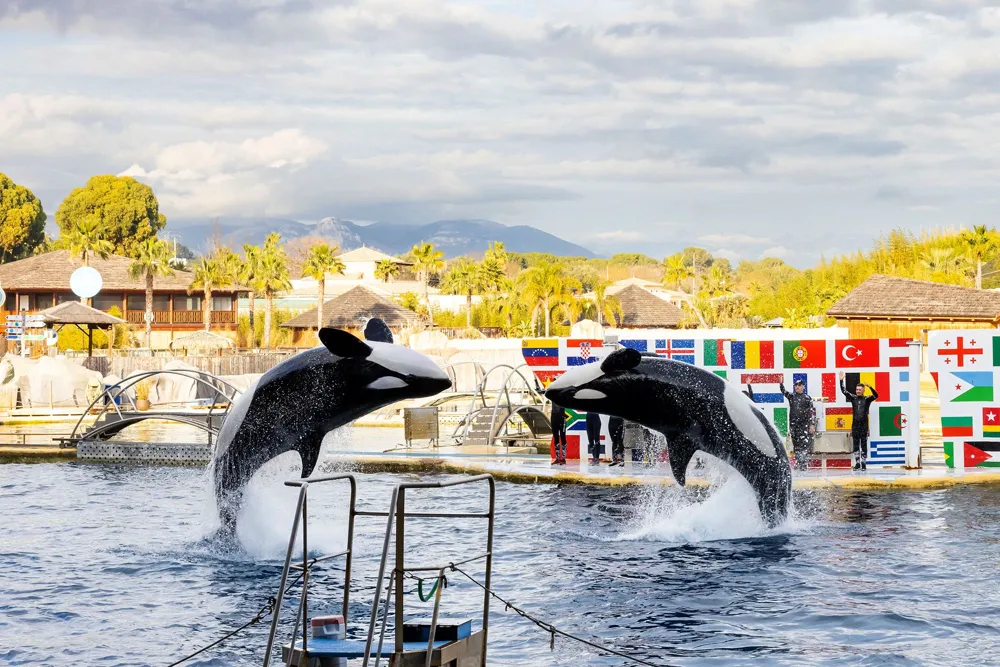 Debate Erupts Over Future of Two Orcas After French Marine Park Closure