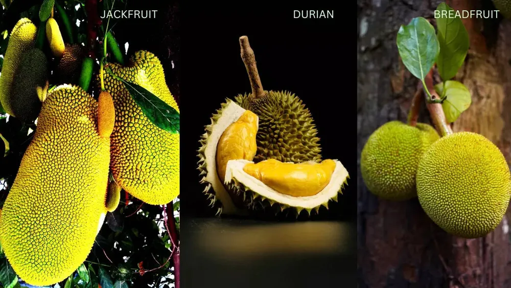 Discovering the Distinct Differences Among Durian, Jackfruit, and Breadfruit