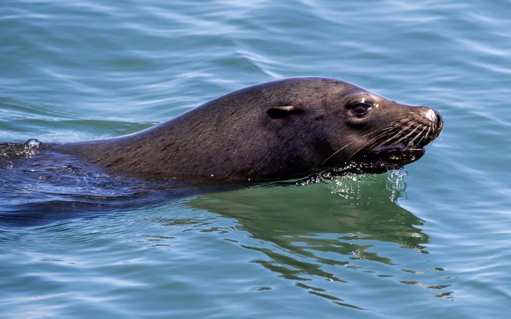 Distressed Sea Lions on Malibu Beaches Raise Poisoning Alarms Amid Algal Bloom Concerns