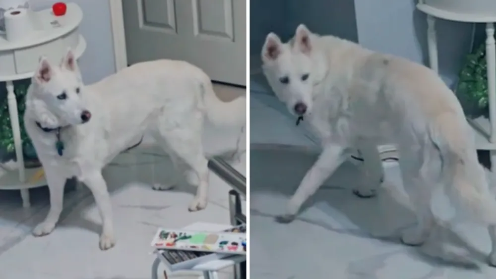 Dog Goes Viral After Realizing Owner Was Present 'The Whole Time'