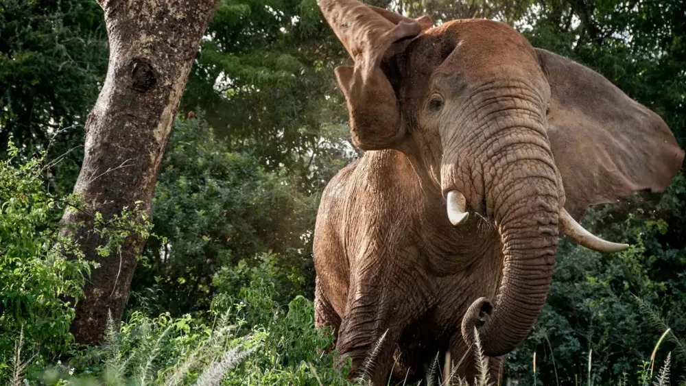 Elephant Causes Panic at Kerala Festival, Injures 24; Video Goes Viral