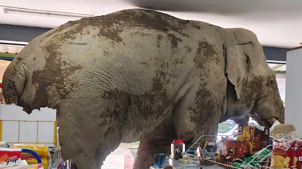 Elephant's Surprising Grocery Raid in Thailand Captured on Video