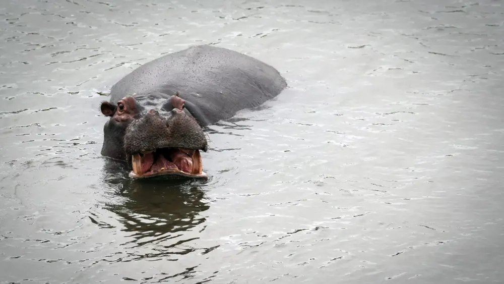 Eleven Missing After Hippo Capsizes Boat in Ivory Coast