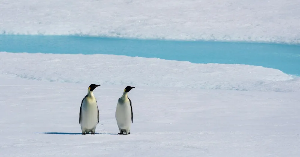 Emperor penguin population in Antarctica declining alarmingly fast, warns new study