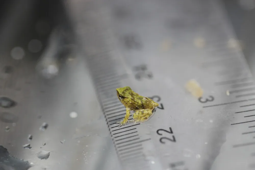 Endangered Darwin’s Frogs Achieve Birth Milestone at London Zoo After 7,000-Mile Rescue Mission