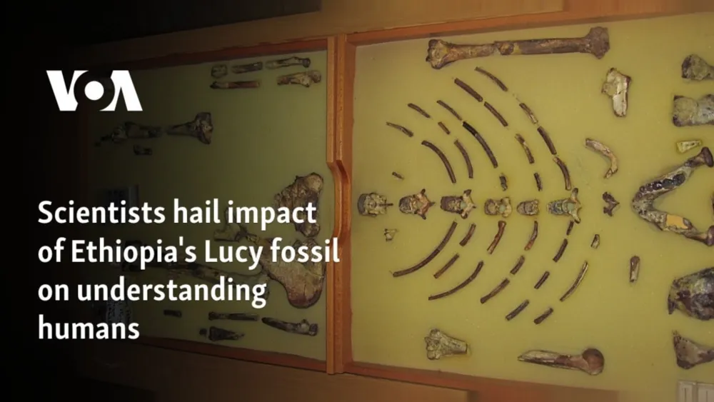 Ethiopia's Lucy Fossil: 50 Years of Impact on Human Evolution Understanding