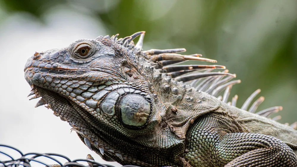 Experts Warn of Iguanas Falling from Trees in Florida Amid Cold Snap