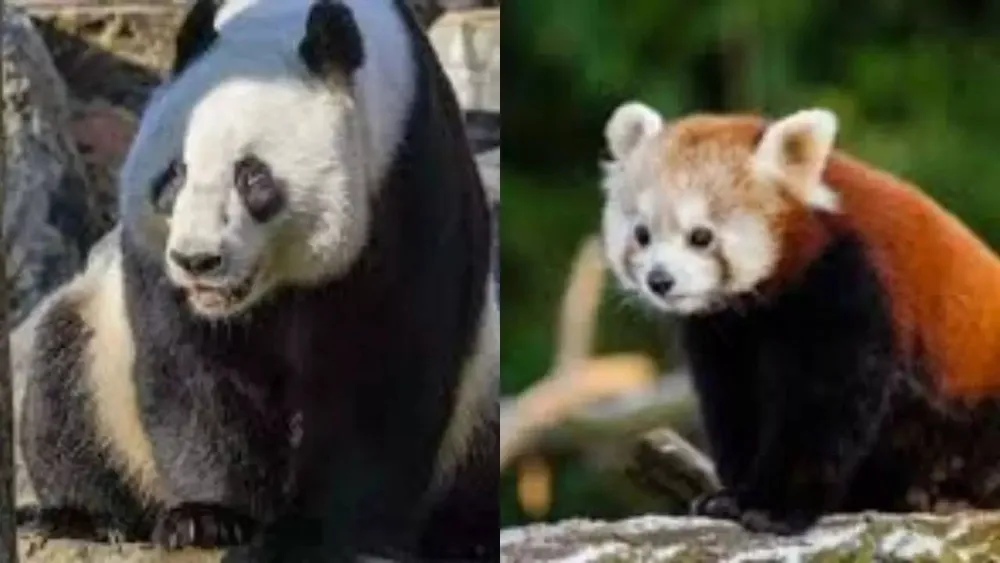 Exploring the Distinct Features of Red Pandas and Giant Pandas