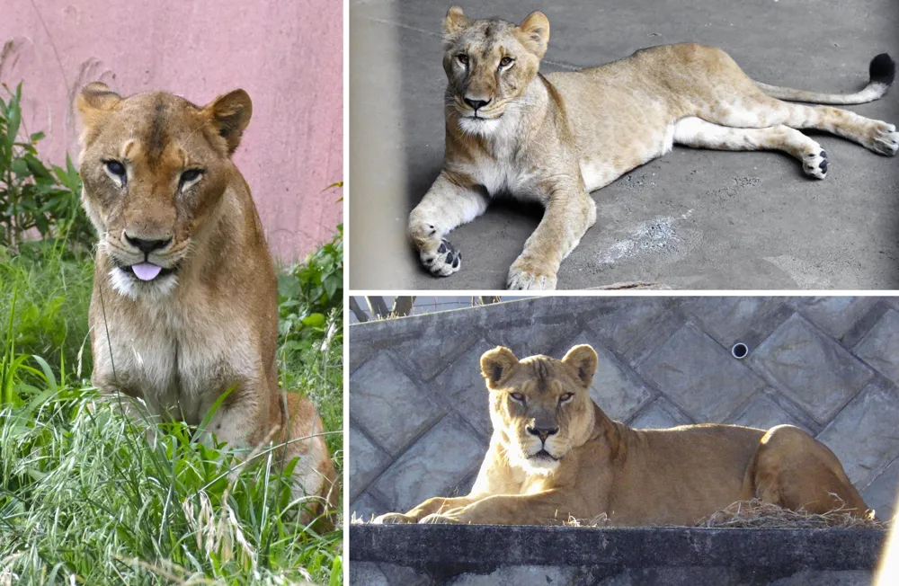 Extreme Heat Claims Lives of Three Lions at Tokyo Zoo