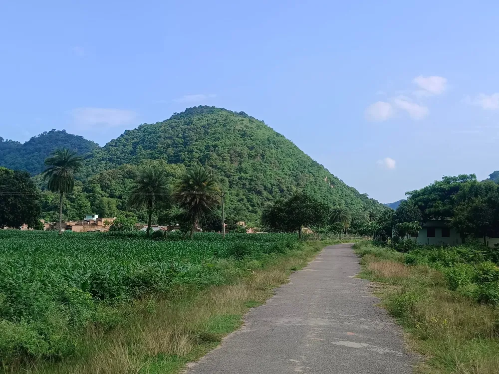 Farmers in Odisha, India, defy law to cultivate cannabis for higher income