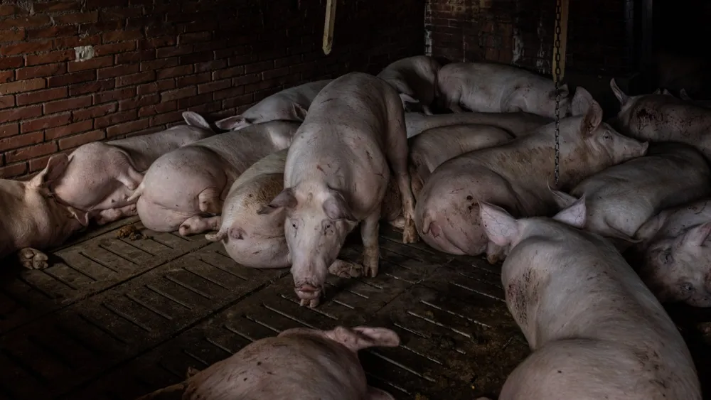 Fatal Attack: 75-Year-Old Woman Partially Eaten by Neighbor's Pigs on Christmas Day