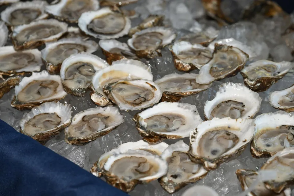 FDA Issues Fourth Oyster Recall in 18 Days Amid Norovirus Outbreaks in Washington