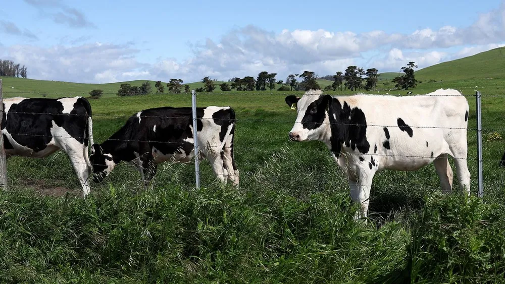 FDA to Test Aged Raw Milk Cheese for Bird Flu Amid Outbreak