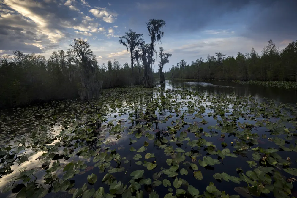 Federal Agency Greenlights Expansion of Okefenokee Wildlife Refuge, Linked to Mining Project Buyout