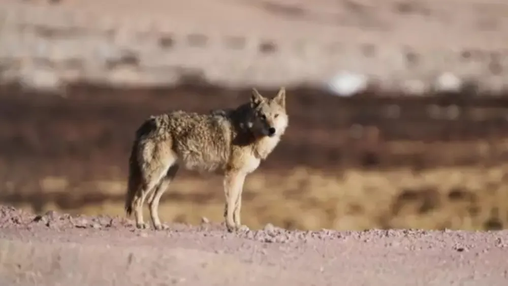 Colorado Gray Wolf Death from Gunshot Triggers Federal Investigation