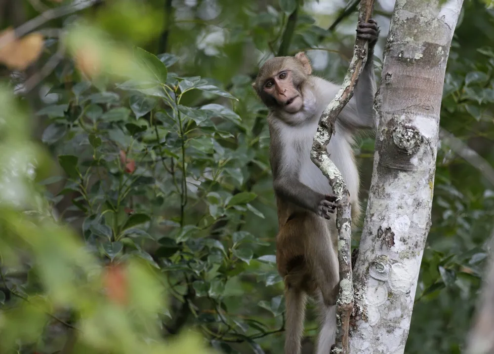 Final Four Escaped Monkeys Recaptured in South Carolina After Two-Month Search