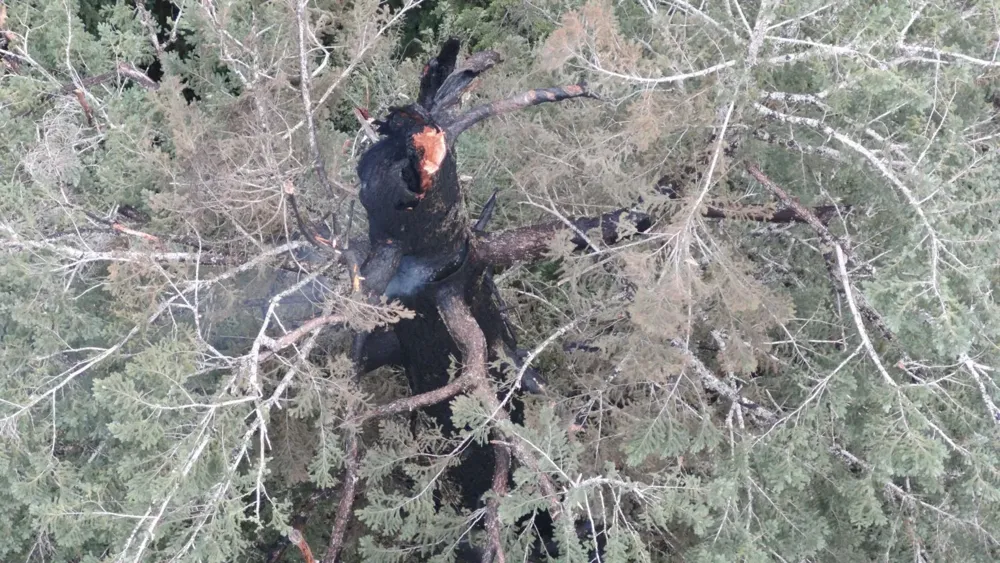 Firefighters Struggle to Extinguish Blaze in Oregon's Historic Doerner Fir