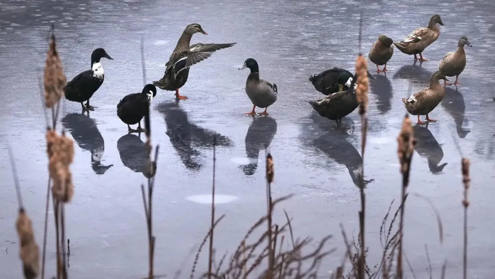 Firefighters Rescue Duck Frozen to Pond in Lower Saxony, Germany