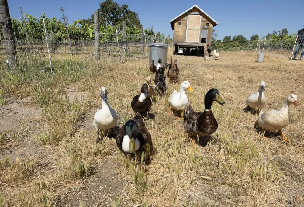 First Detection of H5N9 Bird Flu Strain in U.S. Poultry Raises Concerns Amid Ongoing H5N1 Outbreak